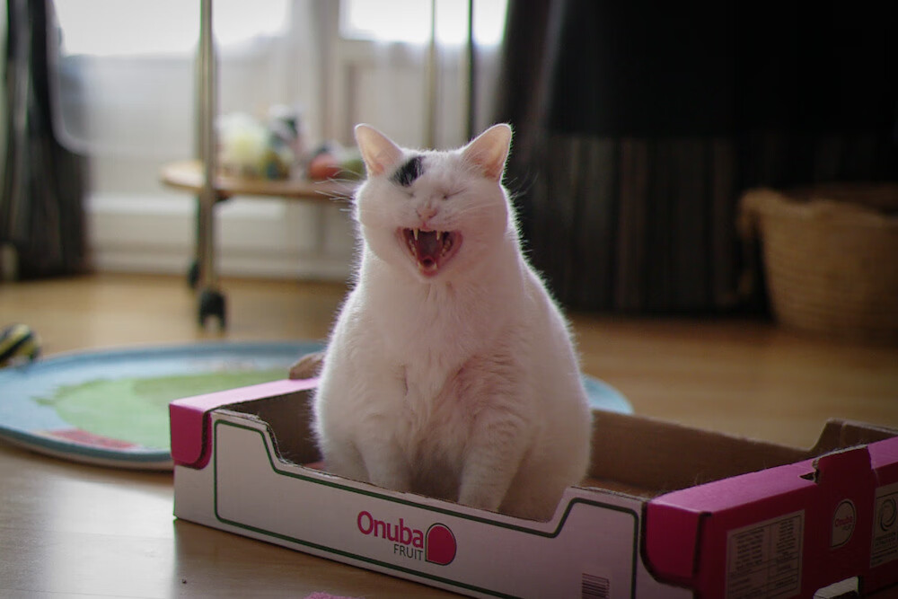 “史上最强防守阵容:联盟顶级篮下防御”,联盟防守第一人