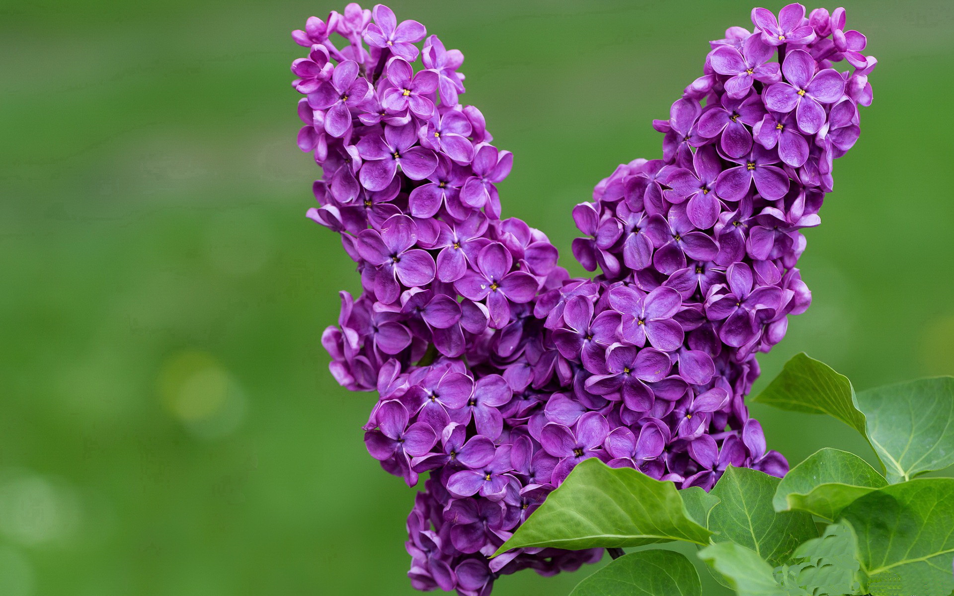 ac米兰官方网站-“漂移大师：弯道中的极速舞蹈”，漂移过弯教学