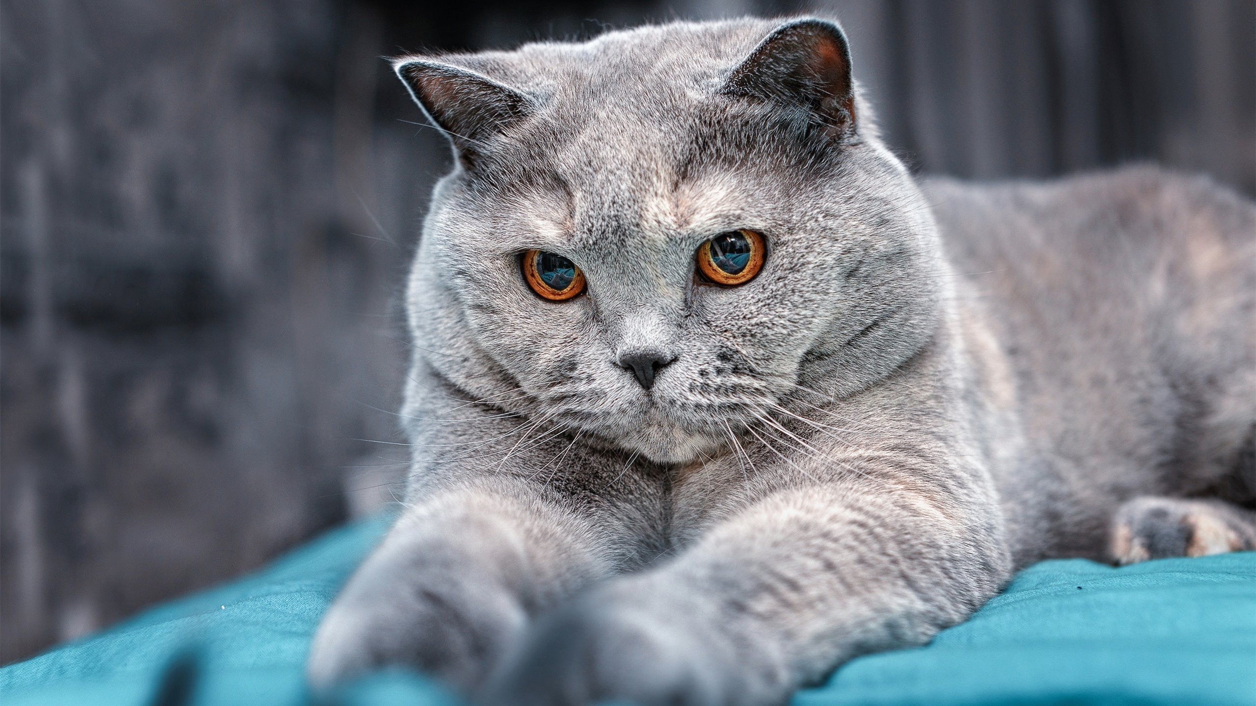 中国足球代表团访问欧洲,学习先进经验,中国足球访谈