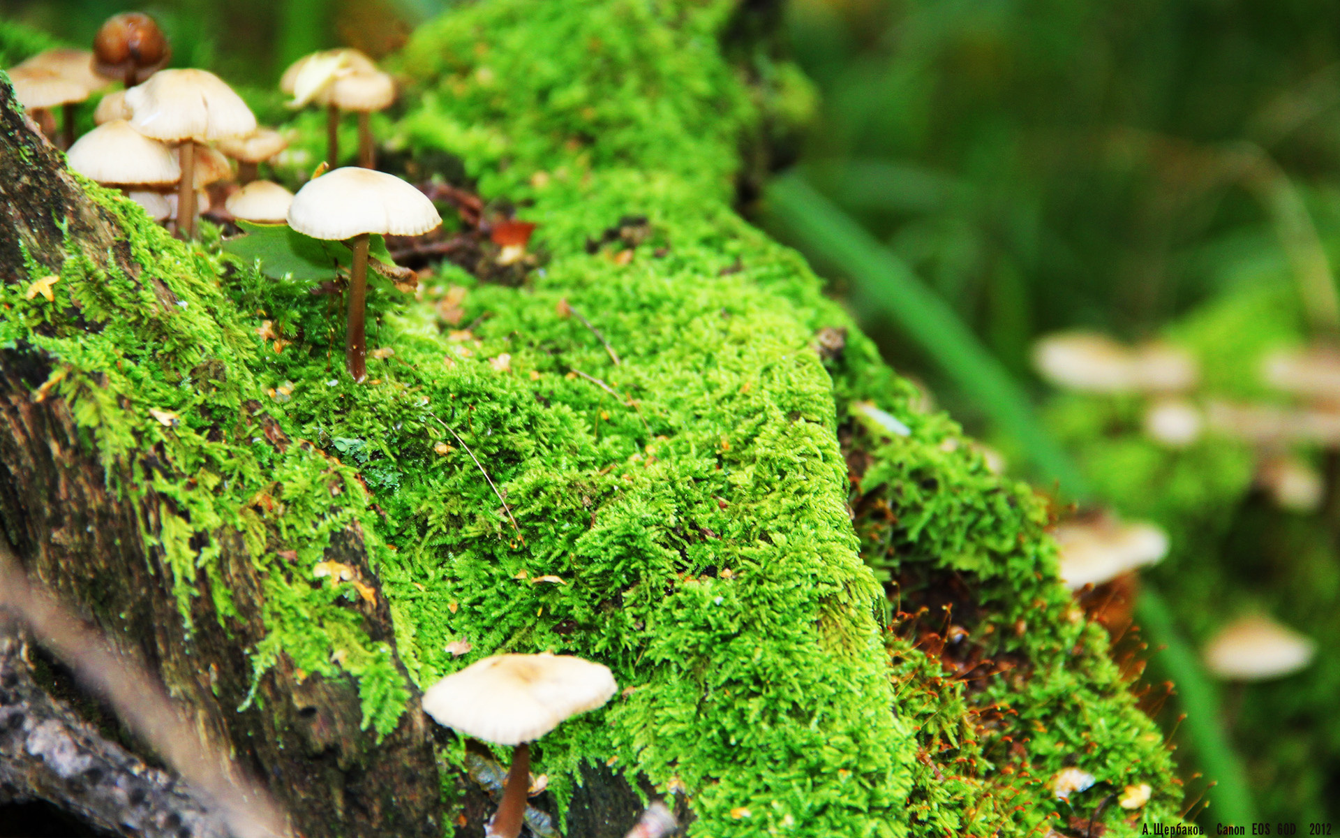 传统武艺光影秀:文化之美在运动中绽放