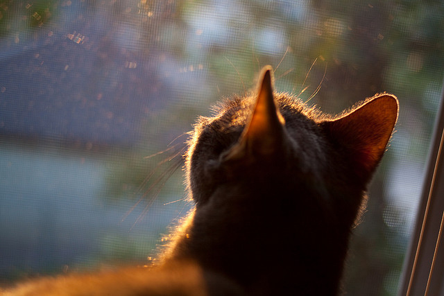 新能源赛车:节能减排的未来,新能源汽车挑战赛