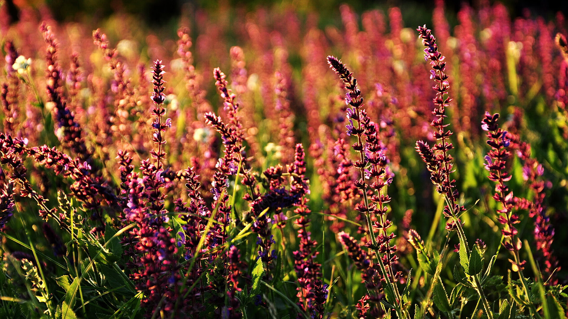 米兰体育官网-比赛精彩回顾：所有高光瞬间点亮赛场！，年度高光时刻