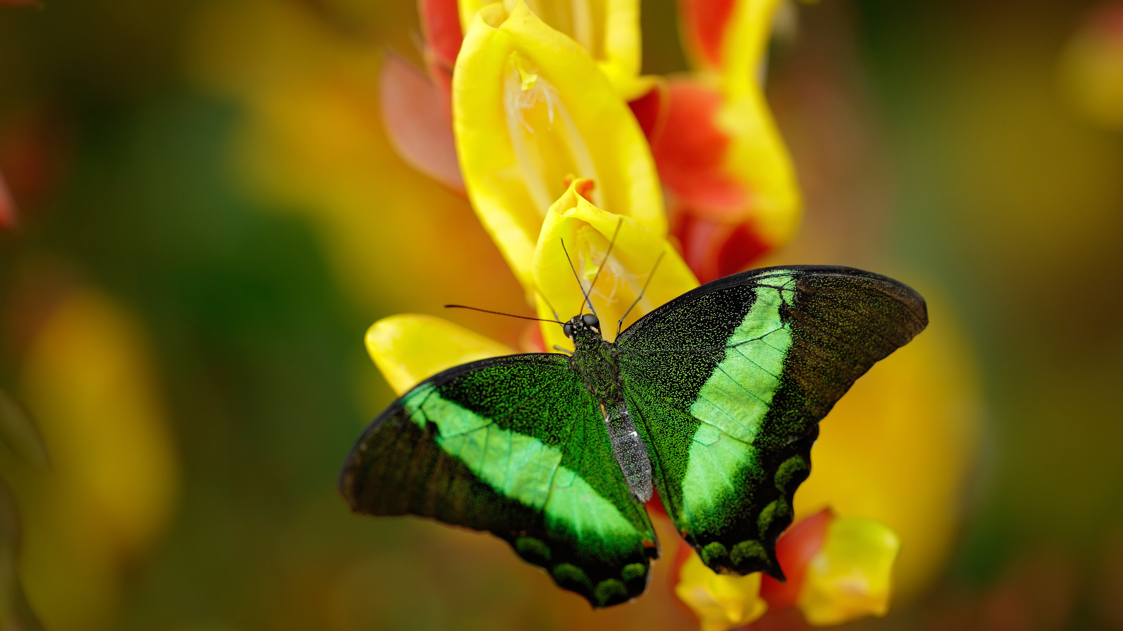 逆境中的坚持:球队如何扭转败局,足球比赛逆转的例子