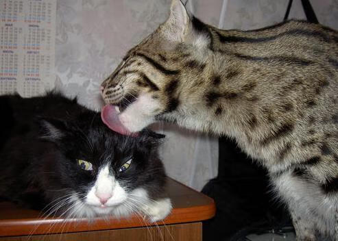 逆境中的坚持:车手们的战斗精神,车手故事