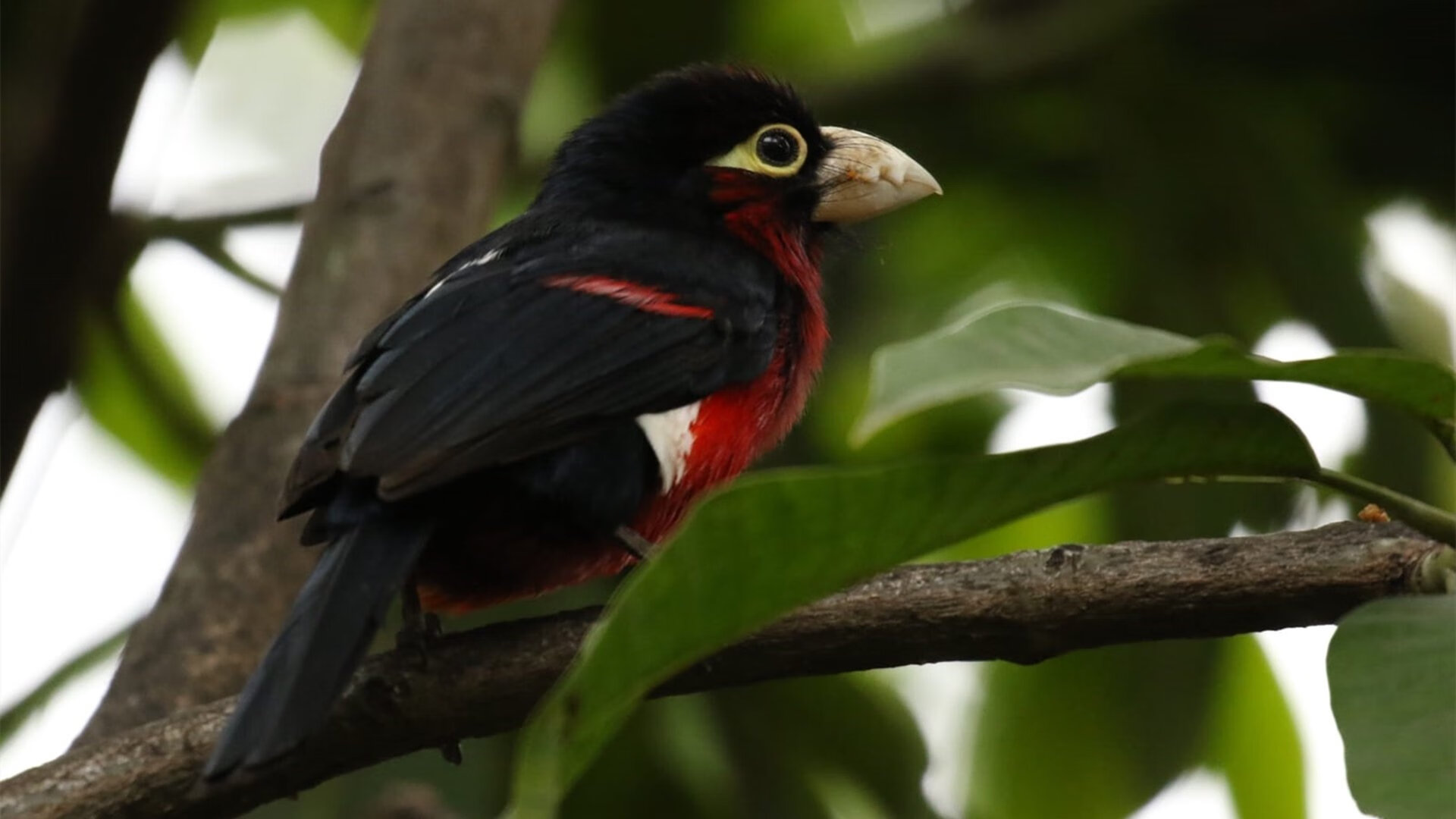青训营地利用VR技术,提升青少年球员训练水平,青少年训练营方案