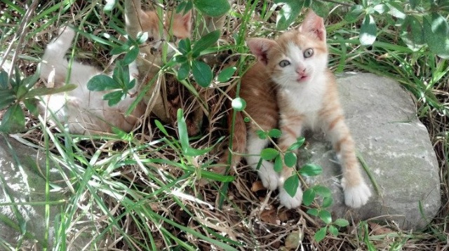 中国足球的青少年足球培训体系，全国青少年足球培训