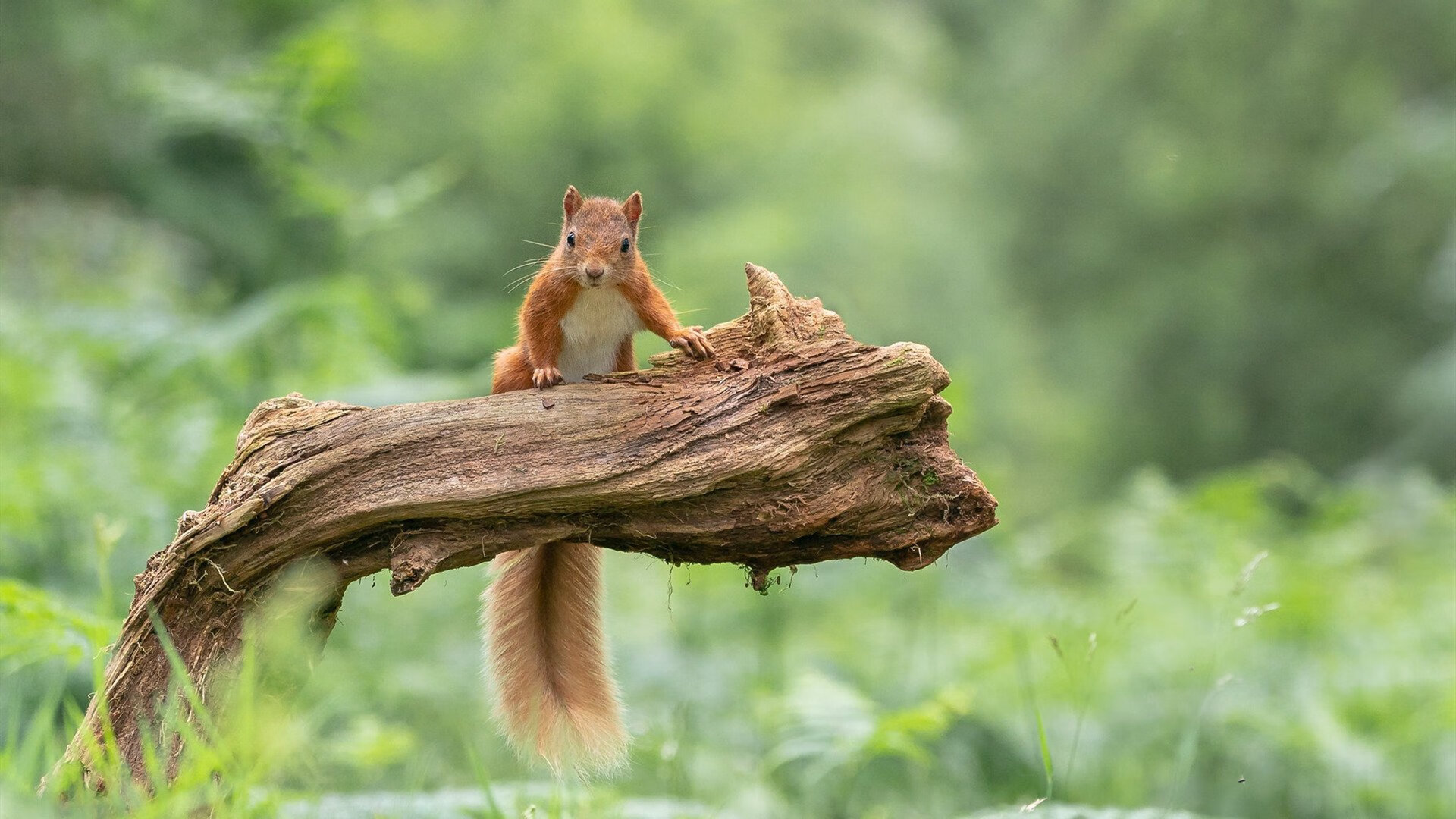 ac米兰官方网站-吉达联合防守端展现统治力，吉达塔百科