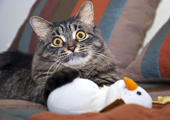 富勒姆客场取胜切尔西,英超保级斗争形势扭转,富勒姆转会