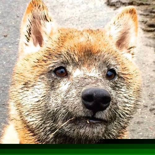 篮球世界杯预选赛首轮完美收官 中国队成绩喜人,篮球世界杯预选赛2021