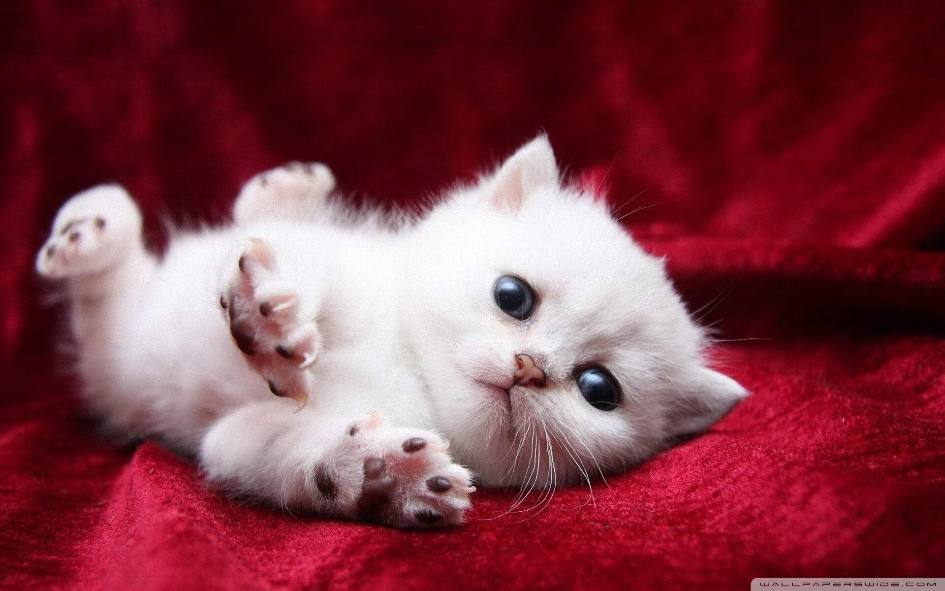 青训教练员培训体系建设,青少年教练员培训班总结