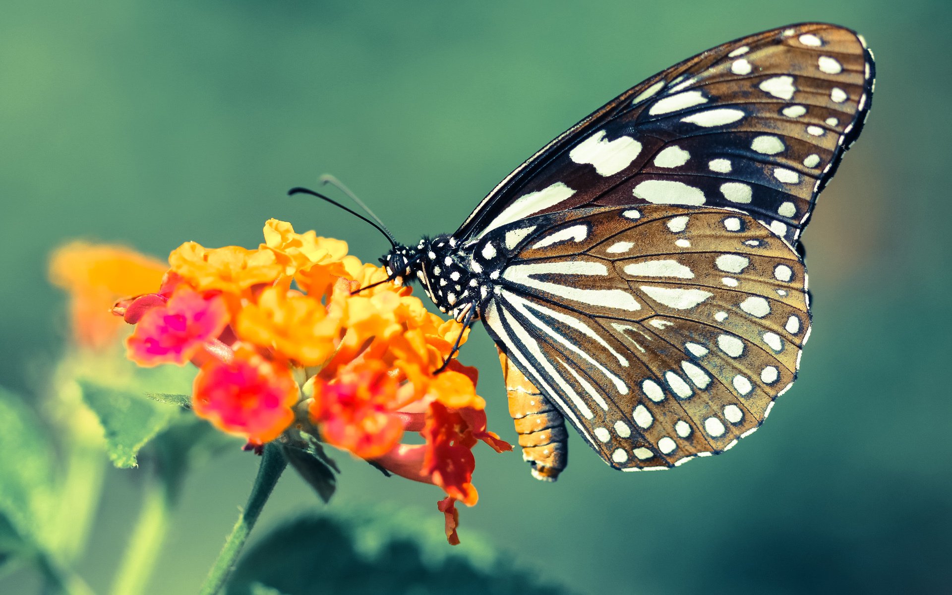 米兰体育APP-NBA赛季MVP竞争形势分析，nba新赛季mvp最新排名