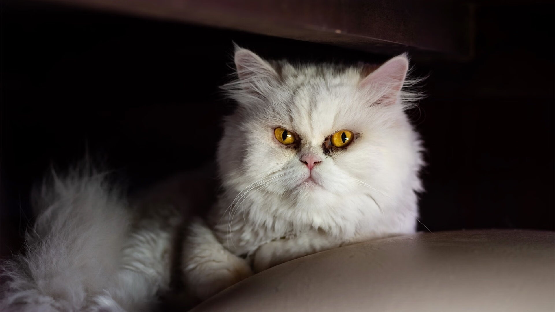 米兰体育APP-划频稳定性成蝶泳长距离胜负关键，蝶泳划水动作