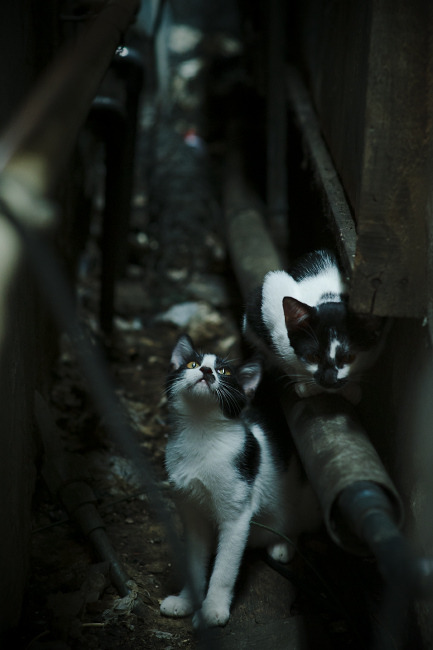 MILAN体育APP下载入口官网-国家女篮注重对手研究提升比赛适应性，国家队女篮要求