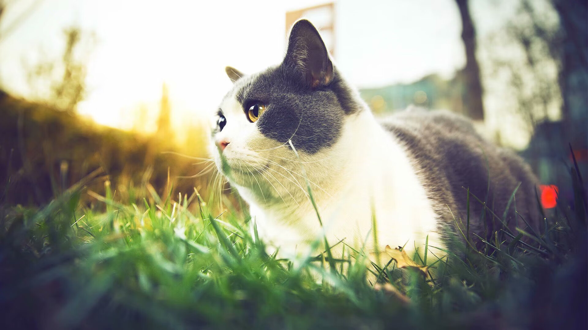 滑雪青少年联赛推动青训体系完善,滑雪比赛青年组年龄段