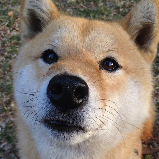 美国队首次突破四强,挑战乒坛强队,美国乒乓球职业联赛