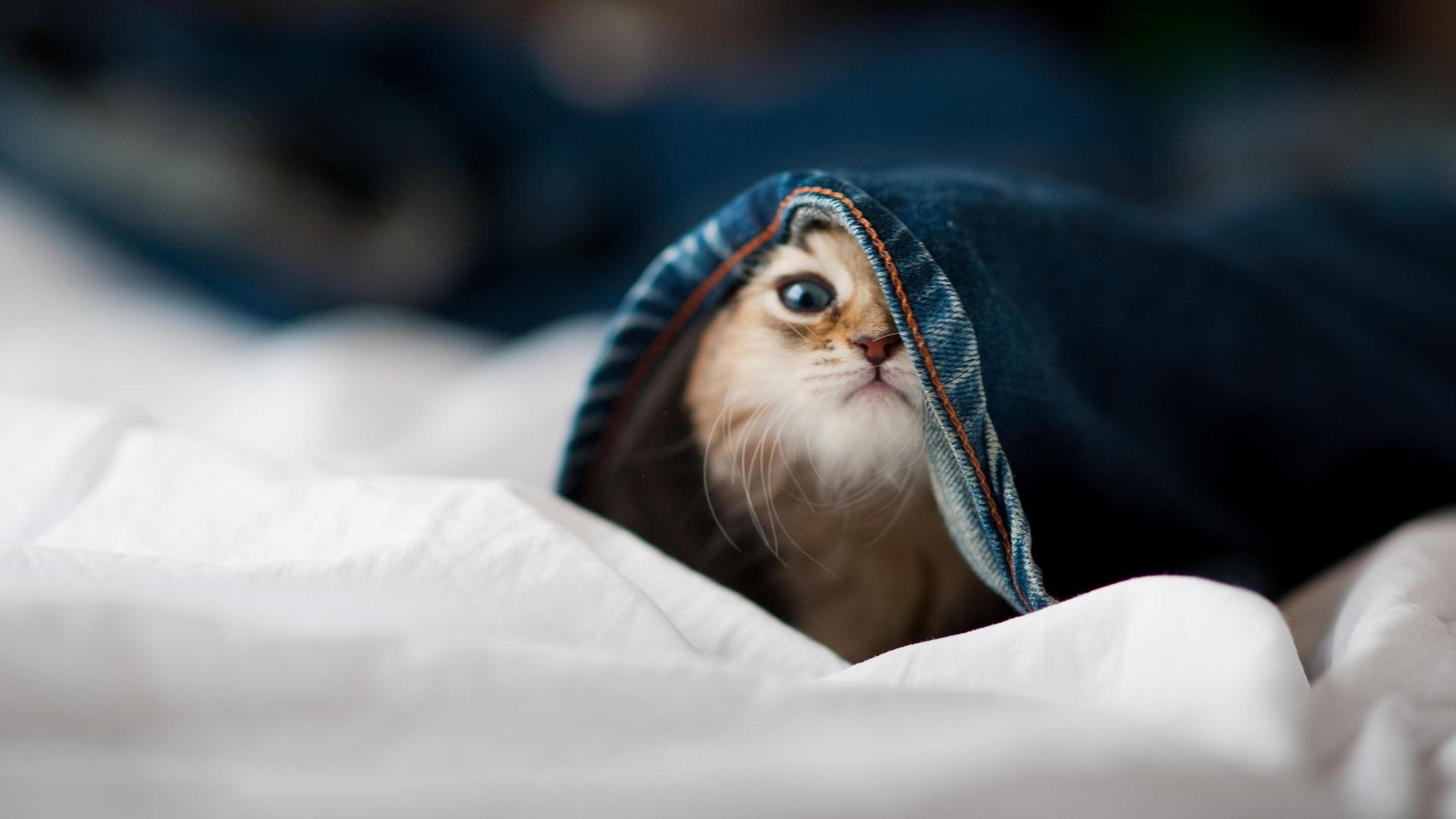 米兰体育正版平台-教练教育制度改革注重实战能力，如何运用教练式管理提升管理效能