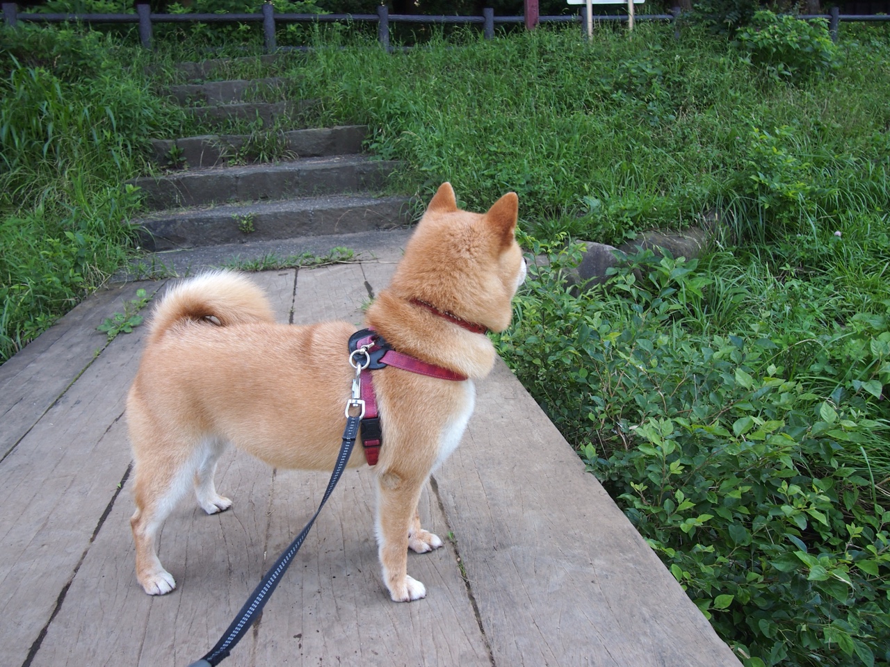 未来足球场馆实现全环节智能化管理,提升行业科技水平,足球场管理与服务方案
