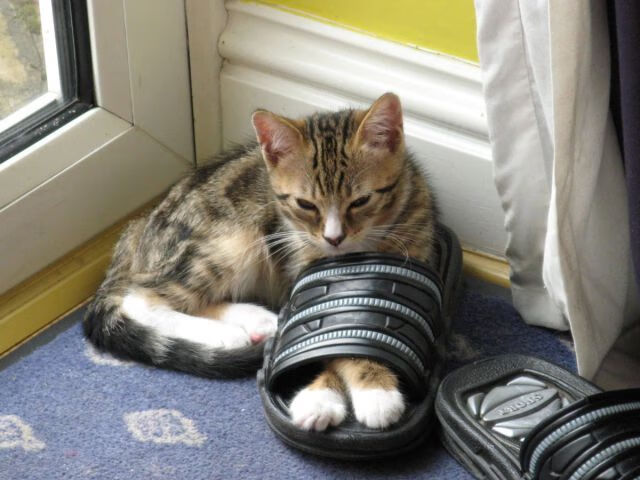 法国混合接力队伍实力不容小觑,法国乒乓球混双队员是谁