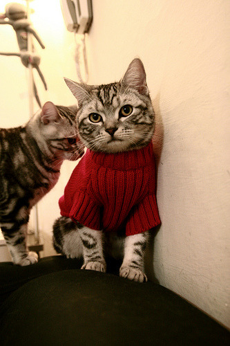 科贝特稳定发挥成就赛场焦点,科贝特给年轻人的忠告